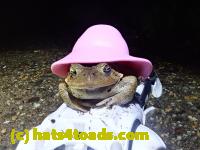/home//u458753944/public_html/sourcegallery///////////////////////////Roxborough Toad Detour/2021/2021-04-11/P4110257.JPG